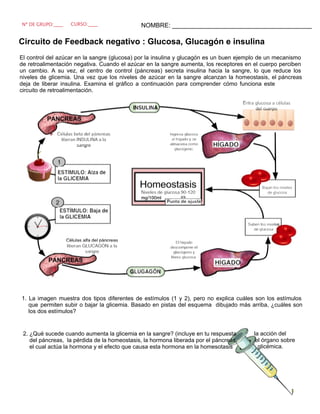 Circuito de Feedback negativo : Glucosa, Glucagón e insulina
El control del azúcar en la sangre (glucosa) por la insulina y glucagón es un buen ejemplo de un mecanismo
de retroalimentación negativa. Cuando el azúcar en la sangre aumenta, los receptores en el cuerpo perciben
un cambio. A su vez, el centro de control (páncreas) secreta insulina hacia la sangre, lo que reduce los
circuito de retroalimentación.
1. La imagen muestra dos tipos diferentes de estímulos (1 y 2), pero no explica cuáles son los estímulos
que permiten subir o bajar la glicemia. Basado en pistas del esquema dibujado más arriba, ¿cuáles son
los dos estímulos?
2. ¿Qué sucede cuando aumenta la glicemia en la sangre? (incluye en tu respuesta
del páncreas, la pérdida de la homeostasis, la hormona liberada por el páncreas,
el cual actúa la hormona y el efecto que causa esta hormona en la homesotasis
la acción del
el órgano sobre
glicémica.
NOMBRE: ________________________________________Nº DE GRUPO:____ CURSO:____
niveles de glicemia. Una vez que los niveles de azúcar en la sangre alcanzan la homeostasis, el páncreas
deja de liberar insulina. Examina el gráfico a continuación para comprender cómo funciona este
 