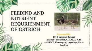 FEEDIND AND
NUTRIENT
REQURIENMENT
OF OSTRICH
Presented By:
Dr. Dharmesh Tewari
Assistant Professor, C.V.Sc. & A.H.
ANDUAT, Kumarganj, Ayodhya, Uttar
Pradesh
 