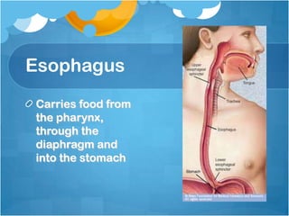 Esophagus
Carries food from
the pharynx,
through the
diaphragm and
into the stomach
 