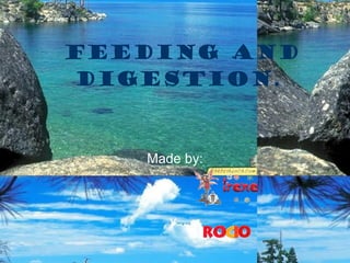 feeding and digestion. Made by: y  