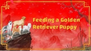 Feeding a Golden
Retriever Puppy
 