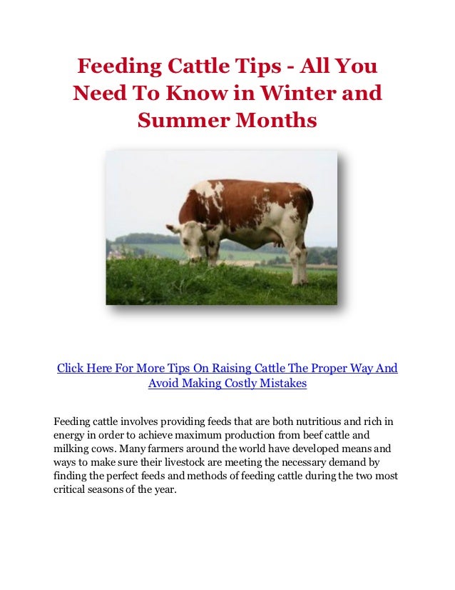 Feeding Cattle Tips All You Need To Know in Winter and Summer Months