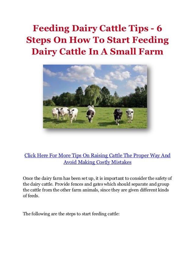 Feeding Dairy Cattle Tips 6 Steps On How To Start Feeding Dairy Cattle In A Small Farm