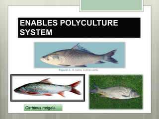 ENABLES POLYCULTURE
SYSTEM
Cirrhinus mrigala
 