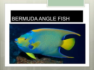 BERMUDA ANGLE FISH
 
