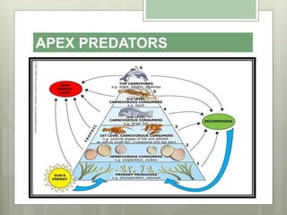 APEX PREDATORS
 