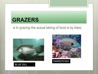 GRAZERS
 In grazing the actual taking of food is by bites.
BLUE GILL
PARROTFISH
 