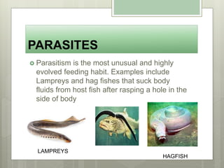 PARASITES
 Parasitism is the most unusual and highly
evolved feeding habit. Examples include
Lampreys and hag fishes that suck body
fluids from host fish after rasping a hole in the
side of body
LAMPREYS
HAGFISH
 