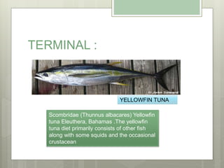 TERMINAL :
YELLOWFIN TUNA
Scombridae (Thunnus albacares) Yellowfin
tuna Eleuthera, Bahamas .The yellowfin
tuna diet primarily consists of other fish
along with some squids and the occasional
crustacean
 