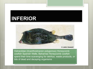 INFERIOR
Ostraciidae (Acanthostracion polygonius) Honeycomb
cowfish Spanish Wells, Bahamas Honeycomb cowfish
spend their time scavenging for detritus, waste products, or
bits of dead and decaying organisms
 