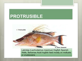 PROTRUSIBLE
Labridae (Lachnolaimus maximus) Hogfish Spanish
Wells, Bahamas Adult hogfish feed mostly on mollusks
or crustaceans
 