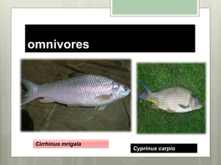 omnivores
Cirrhinus mrigala
Cyprinus carpio
 