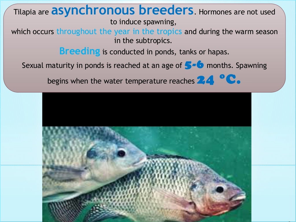 FOOD AND FEEDING OF TILAPIA