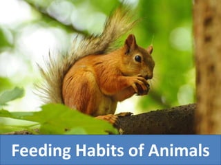 Feeding Habits of Animals
 