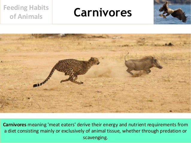 What are some examples of carnivorous animals?