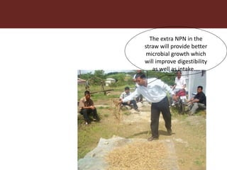 Feeding innovation – Update on the feed innovation toolkit and where we are with FEAST and Techfit