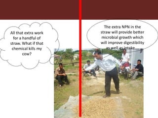 Feeding innovation – Update on the feed innovation toolkit and where we are with FEAST and Techfit