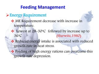 Feeding Management 
Energy Requirement 
 ME Requirement decrease with increase in 
temperature. 
 Lowest at 28-30oC followed by increase up to 
36oC (Hurwitz,1980) 
 Reduced energy intake is associated with reduced 
growth rate in heat stress. 
 Feeding of high energy rations can overcome this 
growth rate depression. 
 
