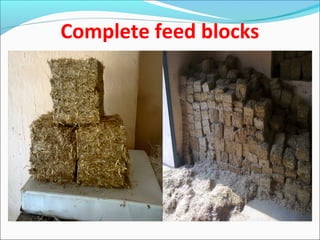 Fodder Block Business Feeding management of livestock during scarcity | PPT