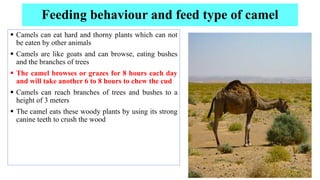 Feeding of camel & breeds of camel & its characterstics | PDF