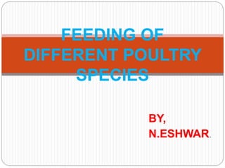 BY,
N.ESHWAR.
FEEDING OF
DIFFERENT POULTRY
SPECIES
 