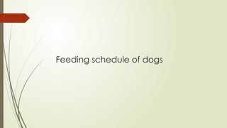 Feeding schedule of dogs
 