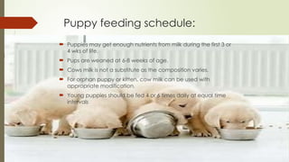 Puppy feeding schedule:
 Puppies may get enough nutrients from milk during the first 3 or
4 wks of life.
 Pups are weaned at 6-8 weeks of age.
 Cows milk is not a substitute as the composition varies.
 For orphan puppy or kitten, cow milk can be used with
appropriate modification.
 Young puppies should be fed 4 or 6 times daily at equal time
intervals
 