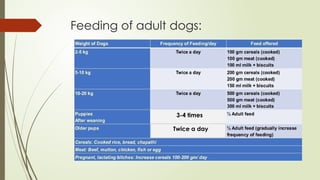 Feeding of adult dogs:
3-4 times
Twice a day
 