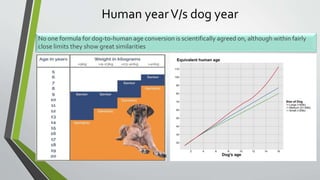 Feeding of geriatric dogs ppt2.pptx