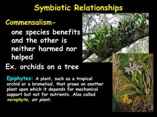 Feeding Relations for ecological interactions.pptx