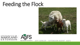 Feeding the Flock
JEFF SEMLER – EXTENSION AGENT- AGFS
 