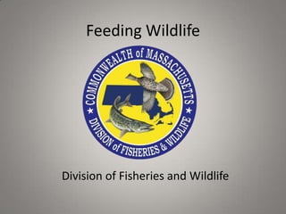 Feeding Wildlife




Division of Fisheries and Wildlife
 