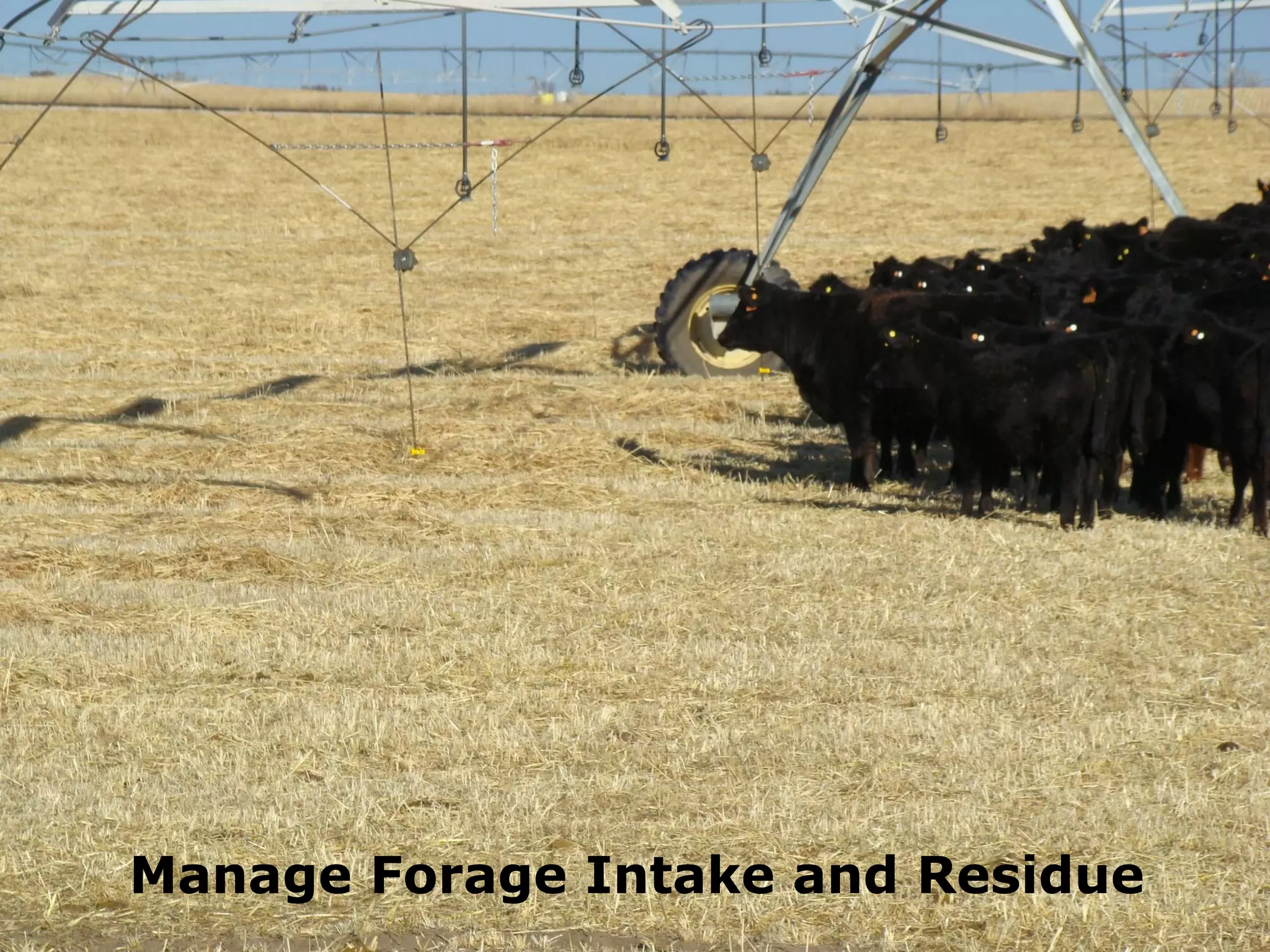 Manage Forage Intake and Residue
 