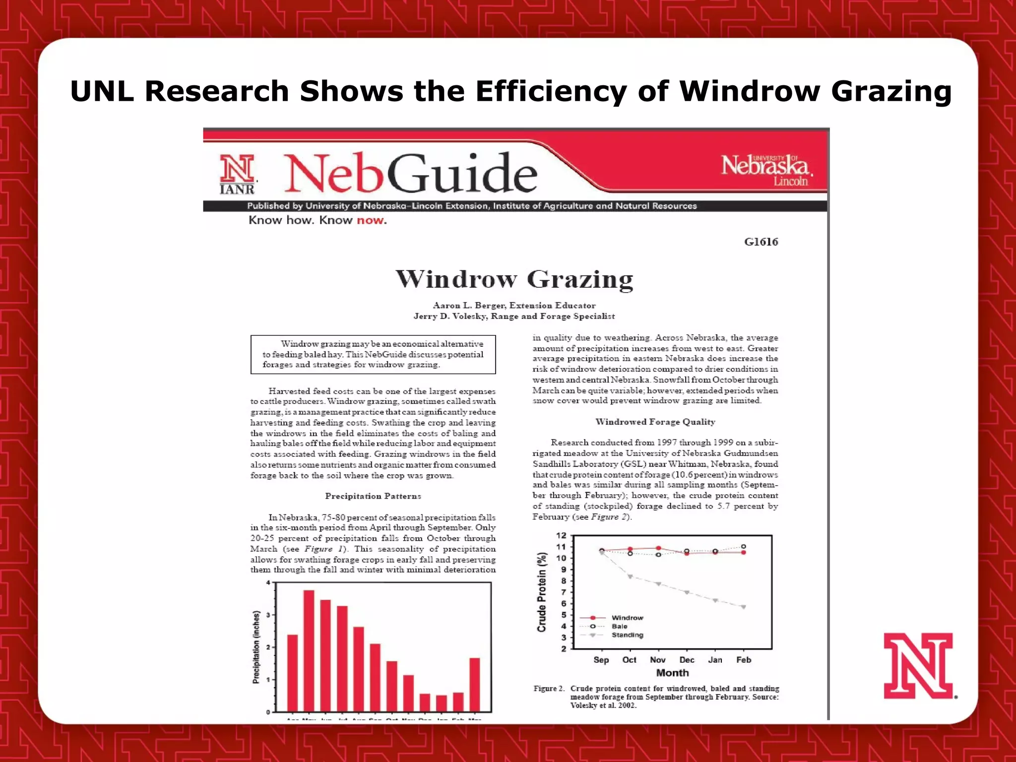 UNL Research Shows the Efficiency of Windrow Grazing
 