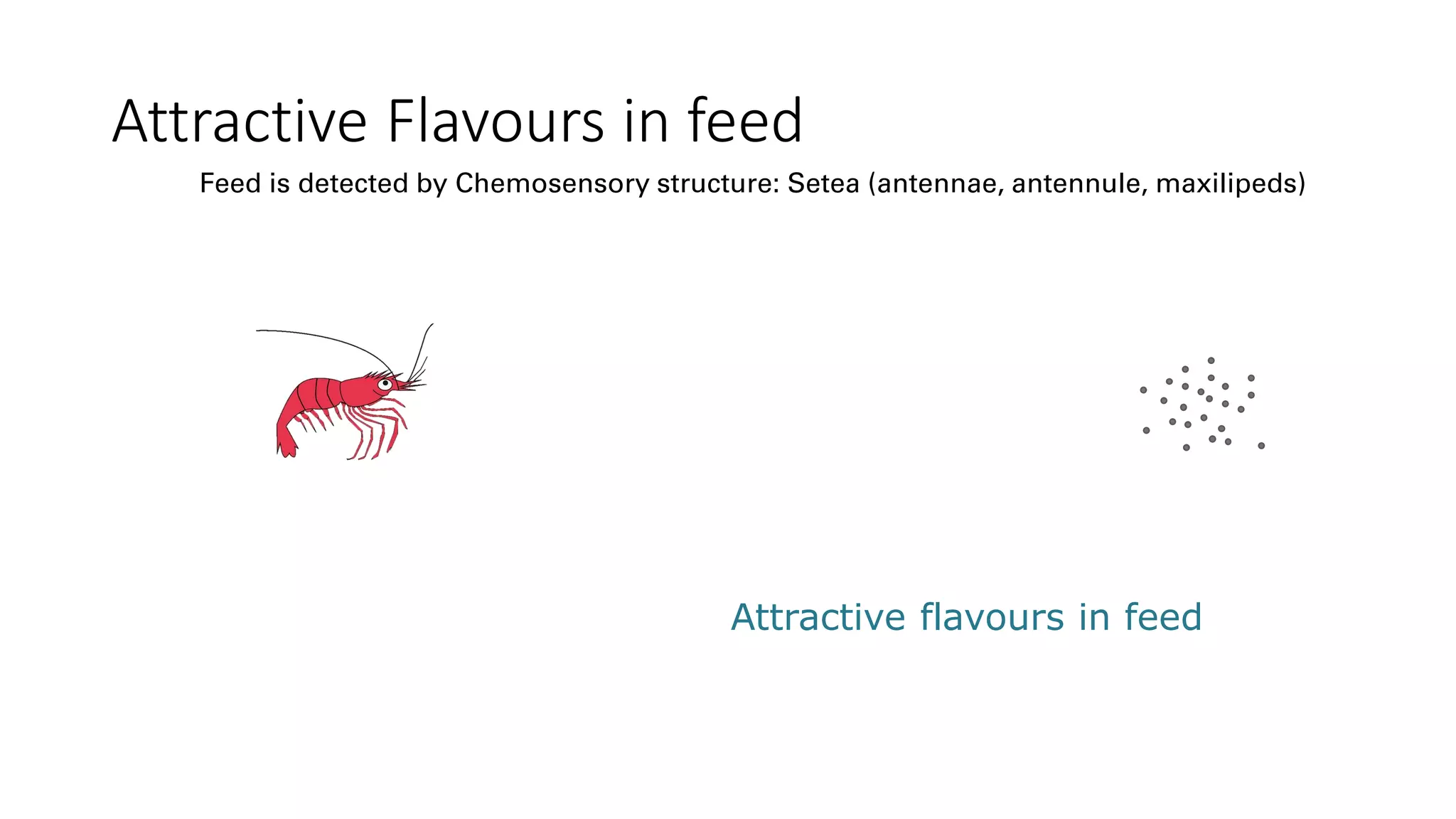 Attractive Flavours in feed
Attractive flavours in feed
Feed is detected by Chemosensory structure: Setea (antennae, antennule, maxilipeds)
 