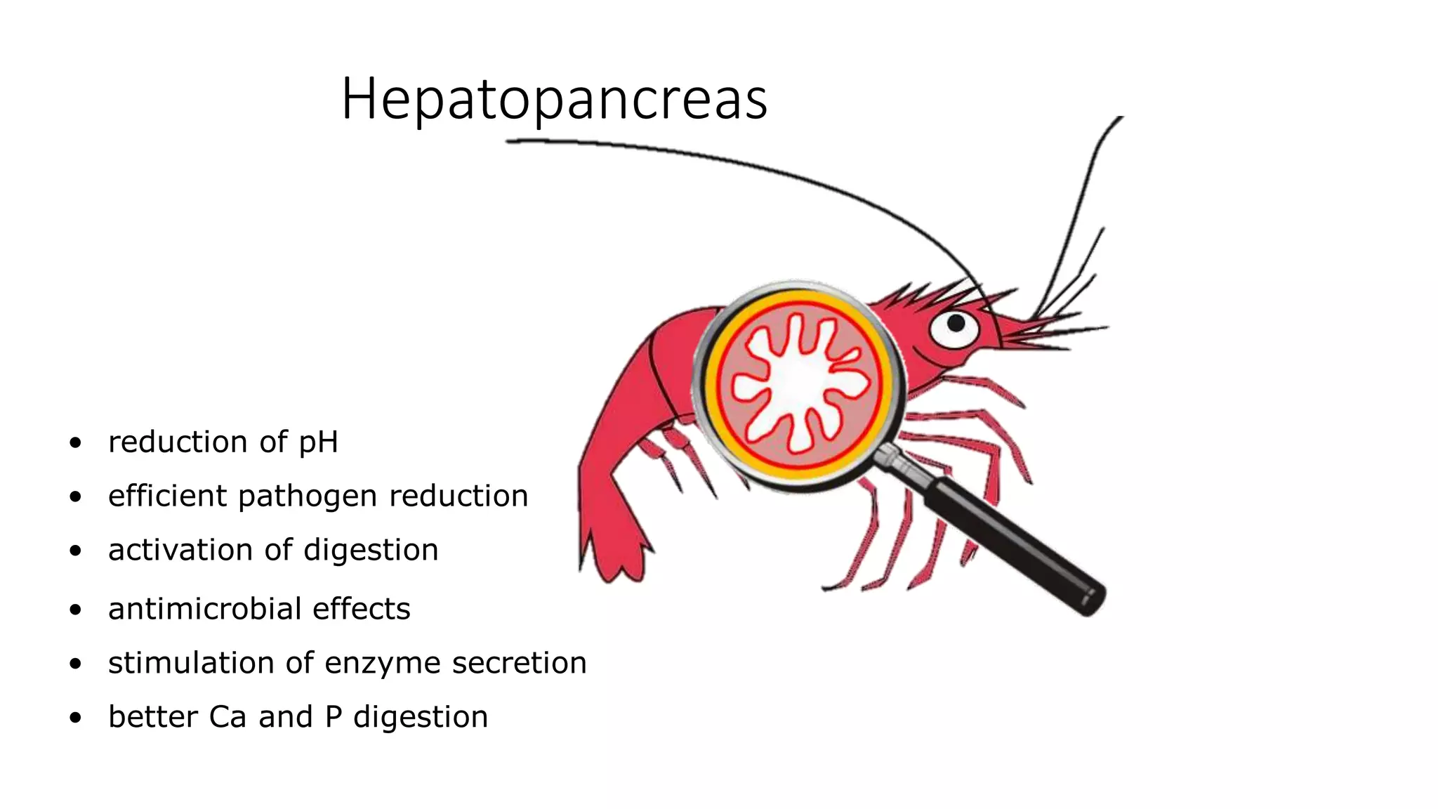 Hepatopancreas
• reduction of pH
• efficient pathogen reduction
• activation of digestion
• antimicrobial effects
• stimulation of enzyme secretion
• better Ca and P digestion
 