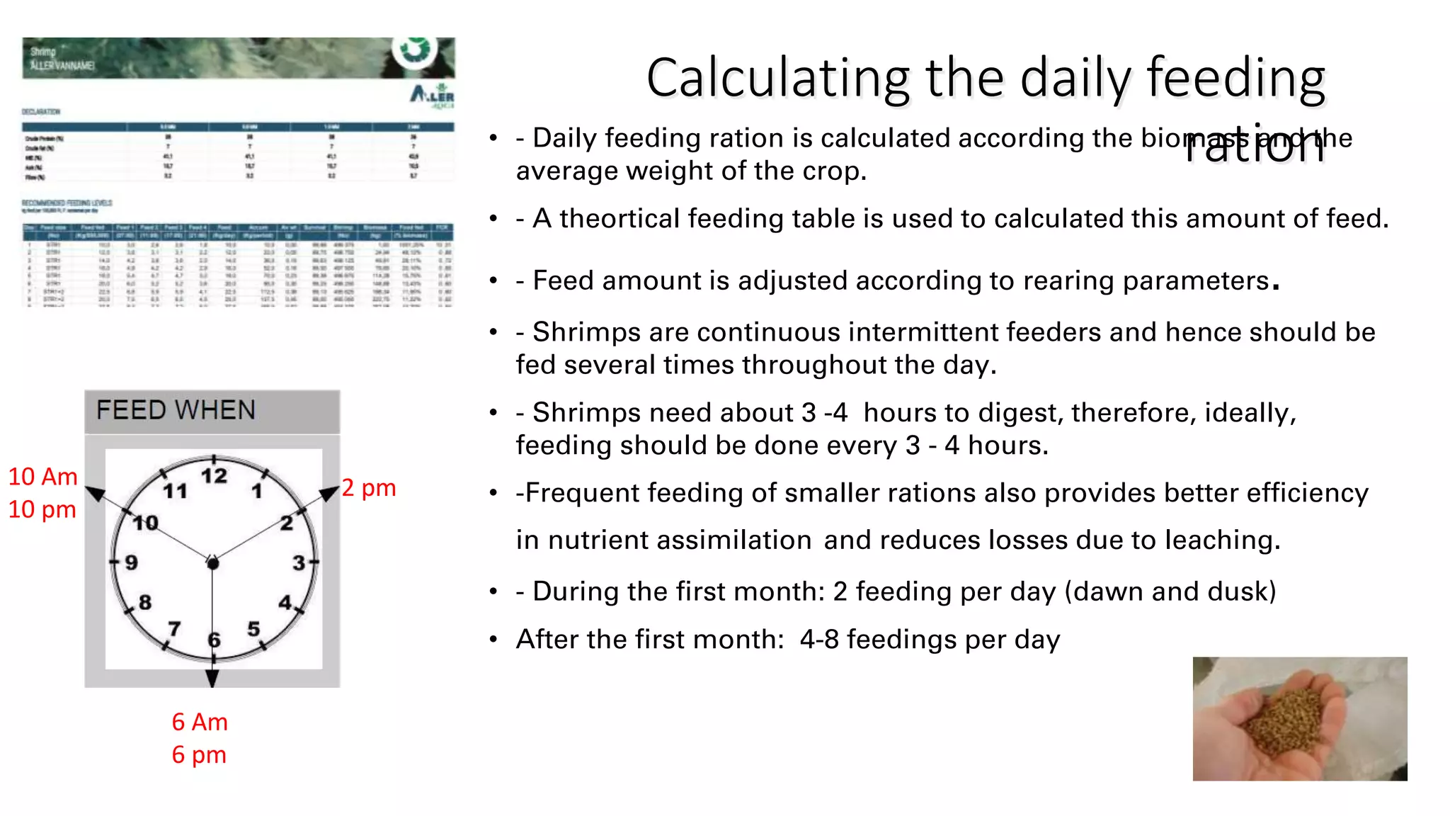 Calculating the daily feeding
ration
• - Daily feeding ration is calculated according the biomass and the
average weight of the crop.
• - A theortical feeding table is used to calculated this amount of feed.
• - Feed amount is adjusted according to rearing parameters.
• - Shrimps are continuous intermittent feeders and hence should be
fed several times throughout the day.
• - Shrimps need about 3 -4 hours to digest, therefore, ideally,
feeding should be done every 3 - 4 hours.
• -Frequent feeding of smaller rations also provides better efficiency
in nutrient assimilation and reduces losses due to leaching.
• - During the first month: 2 feeding per day (dawn and dusk)
• After the first month: 4-8 feedings per day
2 pm
10 Am
10 pm
6 Am
6 pm
 