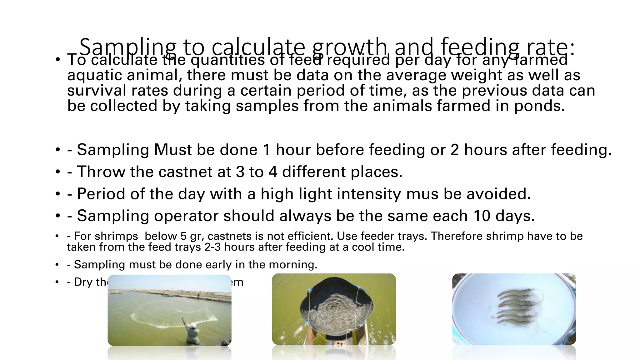 Sampling to calculate growth and feeding rate:
• To calculate the quantities of feed required per day for any farmed
aquatic animal, there must be data on the average weight as well as
survival rates during a certain period of time, as the previous data can
be collected by taking samples from the animals farmed in ponds.
• - Sampling Must be done 1 hour before feeding or 2 hours after feeding.
• - Throw the castnet at 3 to 4 different places.
• - Period of the day with a high light intensity mus be avoided.
• - Sampling operator should always be the same each 10 days.
• - For shrimps below 5 gr, castnets is not efficient. Use feeder trays. Therefore shrimp have to be
taken from the feed trays 2-3 hours after feeding at a cool time.
• - Sampling must be done early in the morning.
• - Dry the shrimp and weigh them
 