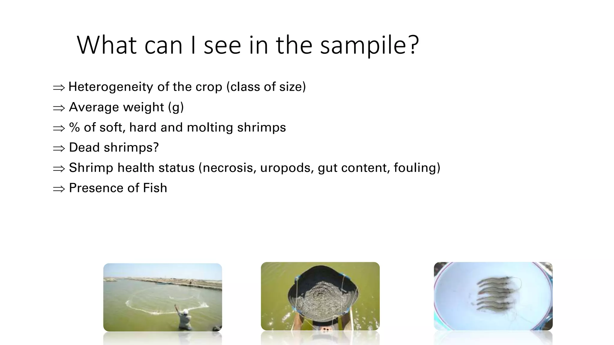 What can I see in the sampile?
 Heterogeneity of the crop (class of size)
 Average weight (g)
 % of soft, hard and molting shrimps
 Dead shrimps?
 Shrimp health status (necrosis, uropods, gut content, fouling)
 Presence of Fish
 