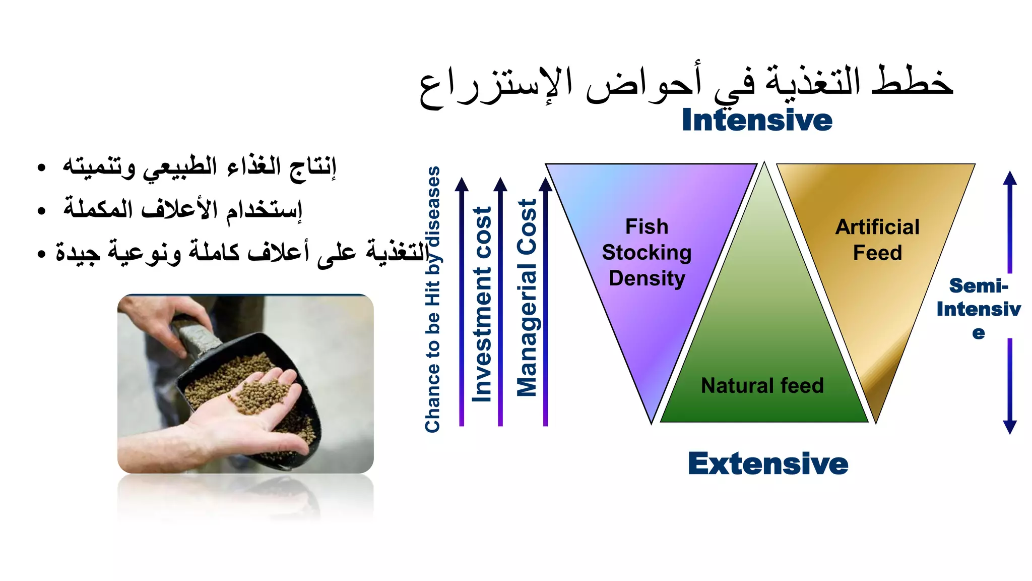 ‫اإلستزراع‬ ‫أحواض‬ ‫في‬ ‫التغذية‬ ‫خطط‬
• ‫وتنميته‬ ‫الطبيعي‬ ‫الغذاء‬ ‫إنتاج‬
• ‫المكملة‬ ‫األعالف‬ ‫إستخدام‬
• ‫جيدة‬ ‫ونوعية‬ ‫كاملة‬ ‫أعالف‬ ‫على‬ ‫التغذية‬
Artificial
Feed
Fish
Stocking
Density
Natural feed
Intensive
Chance
to
be
Hit
by
diseases
Managerial
Cost
Investment
cost
Extensive
Semi-
Intensiv
e
 