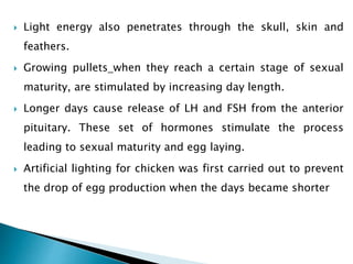  Light energy also penetrates through the skull, skin and
feathers.
 Growing pullets when they reach a certain stage of sexual
maturity, are stimulated by increasing day length.
 Longer days cause release of LH and FSH from the anterior
pituitary. These set of hormones stimulate the process
leading to sexual maturity and egg laying.
 Artificial lighting for chicken was first carried out to prevent
the drop of egg production when the days became shorter
 