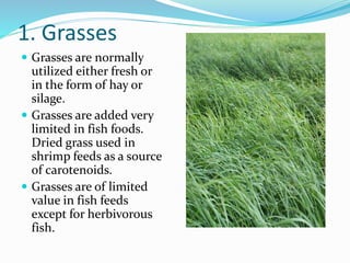 1. Grasses
 Grasses are normally
utilized either fresh or
in the form of hay or
silage.
 Grasses are added very
limited in fish foods.
Dried grass used in
shrimp feeds as a source
of carotenoids.
 Grasses are of limited
value in fish feeds
except for herbivorous
fish.
 