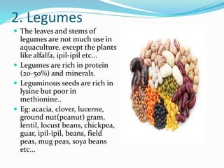 2. Legumes
 The leaves and stems of
legumes are not much use in
aquaculture, except the plants
like alfalfa, ipil-ipil etc...
 Legumes are rich in protein
(20-50%) and minerals.
 Leguminous seeds are rich in
lysine but poor in
methionine..
 Eg: acacia, clover, lucerne,
ground nut(peanut) gram,
lentil, locust beans, chickpea,
guar, ipil-ipil, beans, field
peas, mug peas, soya beans
etc...
 