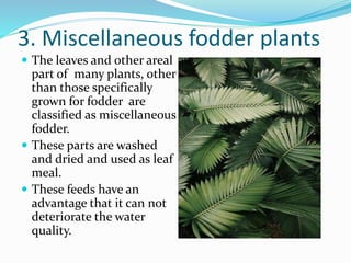 3. Miscellaneous fodder plants
 The leaves and other areal
part of many plants, other
than those specifically
grown for fodder are
classified as miscellaneous
fodder.
 These parts are washed
and dried and used as leaf
meal.
 These feeds have an
advantage that it can not
deteriorate the water
quality.
 