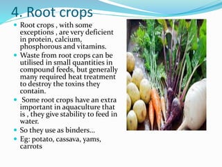 4. Root crops
 Root crops , with some
exceptions , are very deficient
in protein, calcium,
phosphorous and vitamins.
 Waste from root crops can be
utilised in small quantities in
compound feeds, but generally
many required heat treatment
to destroy the toxins they
contain.
 Some root crops have an extra
important in aquaculture that
is , they give stability to feed in
water.
 So they use as binders...
 Eg: potato, cassava, yams,
carrots
 
