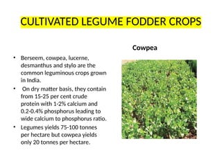 feed resoures and fodder bank livestock.pptx