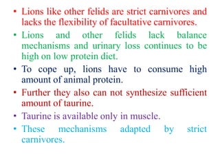 • Lions like other felids are strict carnivores and
lacks the flexibility of facultative carnivores.
• Lions and other felids lack balance
mechanisms and urinary loss continues to be
high on low protein diet.
• To cope up, lions have to consume high
amount of animal protein.
• Further they also can not synthesize sufficient
amount of taurine.
• Taurine is available only in muscle.
• These mechanisms adapted by strict
carnivores.
 