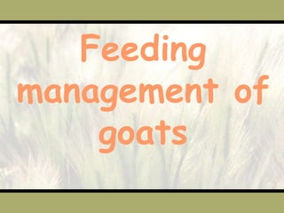 Production rate – 450g /2.5 L milk/doe