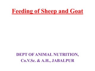 Feeding of Sheep and Goat
DEPT OF ANIMAL NUTRITION,
Co.V.Sc. & A.H., JABALPUR
 