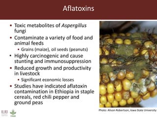 Feed storage practices and attitudes towards milk hygiene in the Greater Addis Ababa milk shed